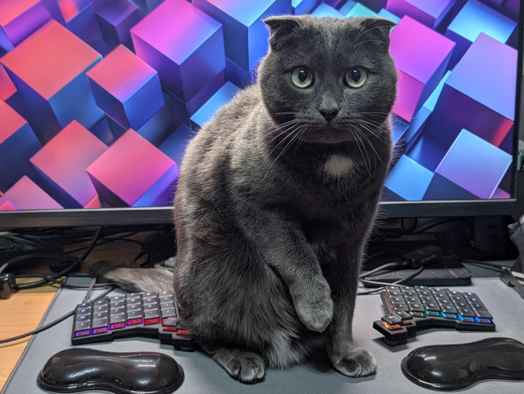 Ivy the cat