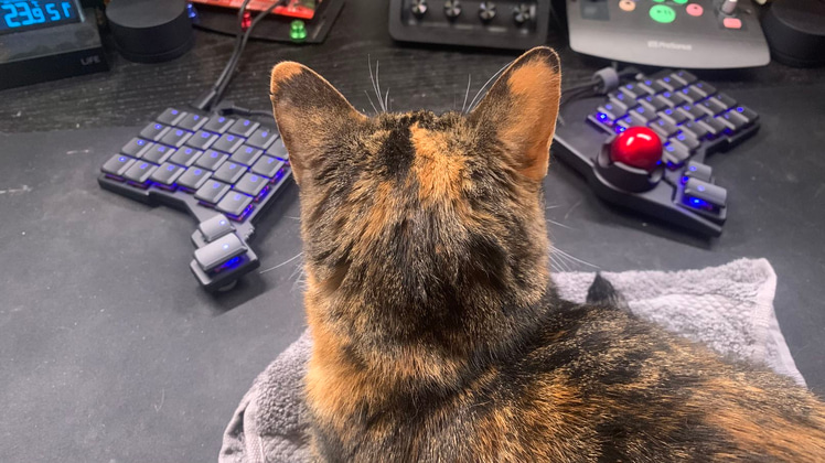 Demi the cat