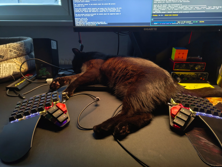 Salem the cat